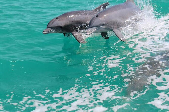 1-hour-dolphin-sightseeing-adventure-cruise-from-madeira-beach