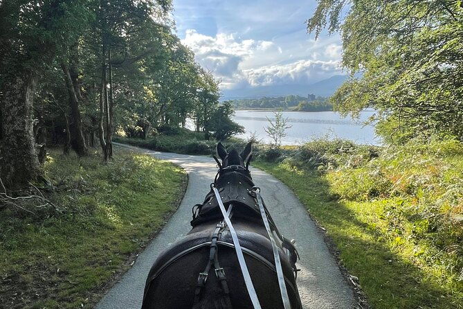 1-hour-guided-carriage-tour-in-killarney-national-park