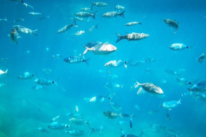 1-hour-guided-semi-submarine-tour-to-isola-bella