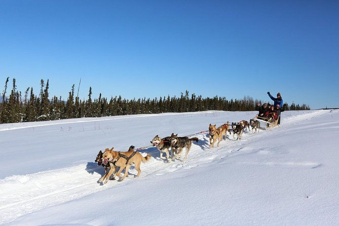 1-hr-dog-sledding-tour-in-fairbanks-without-transportation
