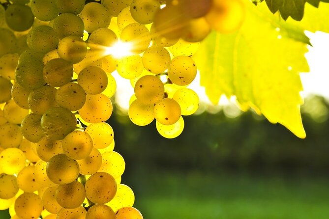 11-course-lunch-with-cooking-mastery-and-wine-tasting-in-rhodes