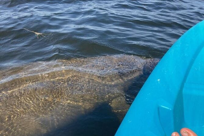 2-5-hour-kayaking-with-manatee-and-history-tour-in-tarpon-springs