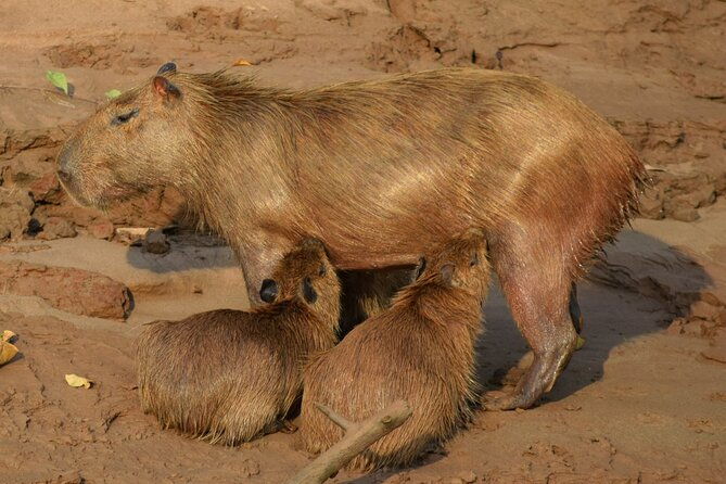 2-day-jungle-tour-lake-sandoval-monkey-island-hikes-caiman-clay-lick