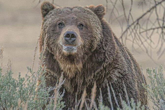 2-day-private-yellowstone-tourlower-and-upper-loops-w-iconic-sites-w-lunch