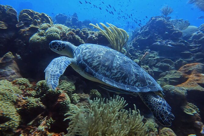 2-guided-shore-dives-in-curacao