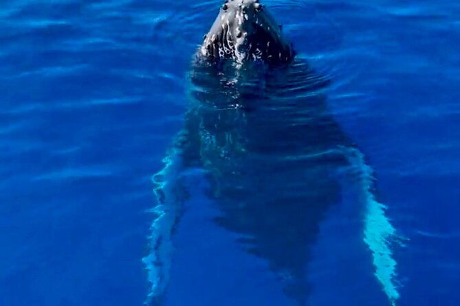 2-hour-afternoon-lahaina-whale-watch