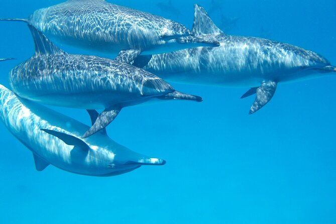 2-hour-dolphin-sunset-tour-from-giardini-naxos