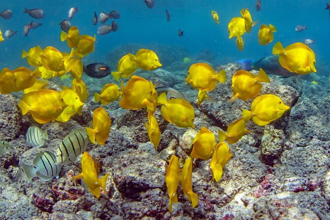 2-hour-dolphin-watching-and-double-reef-with-snorkel-in-hawaii-2
