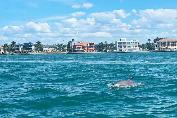 2-hour-dolphin-watching-tour-in-florida