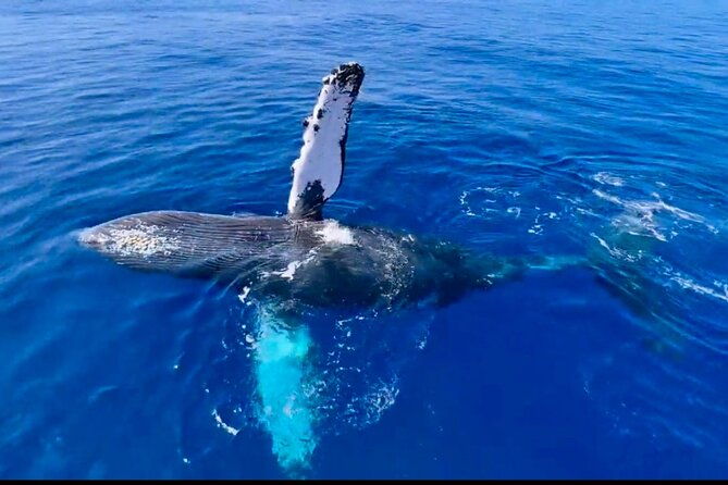 2-hour-lahaina-sunrise-whale-watch
