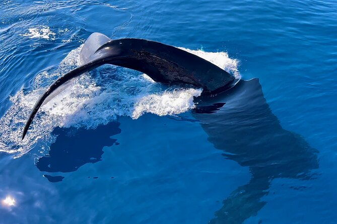 2-hour-prime-time-maui-whale-watching