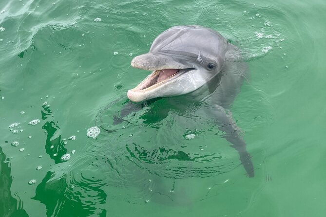 2-hour-private-dolphin-and-sightseeing-tour-in-shell-island