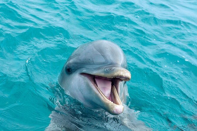 2-hour-private-dolphin-sightseeing-tour
