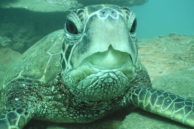 2-hour-snorkeling-adventure-in-kauai