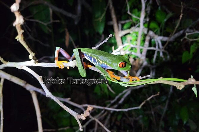 2-hour-tortuguero-night-tour