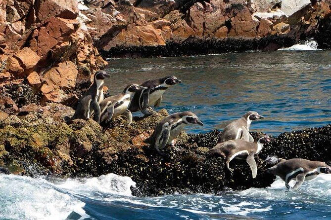 2-hour-tour-to-the-ballestas-islands-from-puerto-san-martin