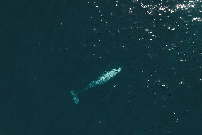 2-hour-whale-watching-kayak-tour-for-two
