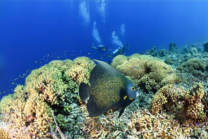 2-tank-guided-boat-dive-in-curacao