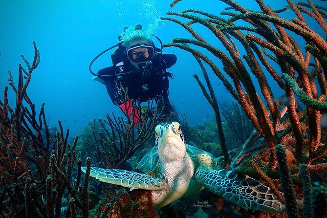 2-tank-guided-dive-half-day