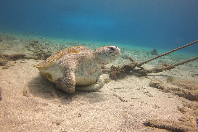 2-tank-guided-shore-dive-in-curacao