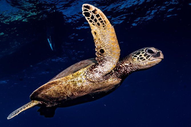 2-tank-maui-turtle-scuba-dive-or-snorkel-boat-tour-2