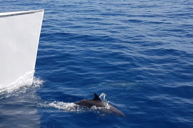 2hrs-dolphins-sunset-sailing-cruise-with-drink