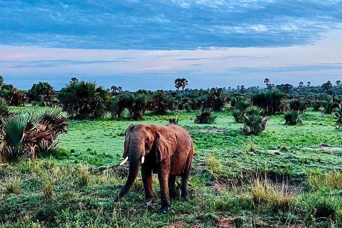 3-days-murchison-falls-national-park-safari-rhino-tracking