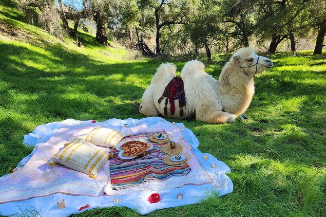 3-hour-camel-trek-into-the-forest-and-ranch-in-california