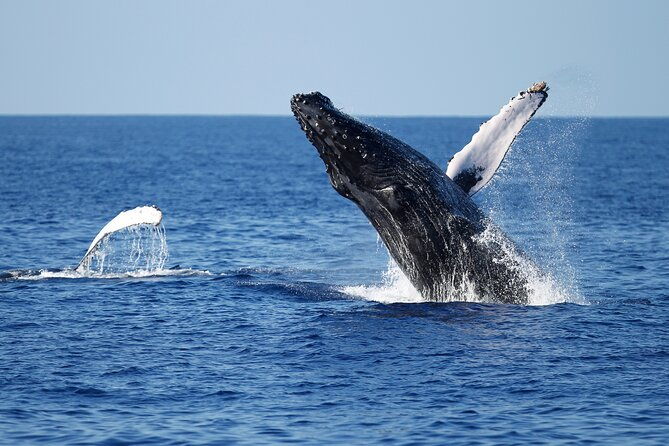 3-hour-guided-whale-and-dolphin-watching-experience-in-san-diego