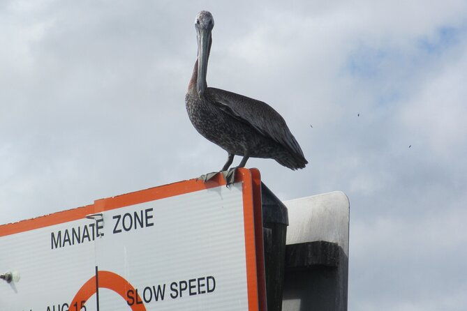 3-hour-see-crystal-river-wildlife-safari-boat-cruise