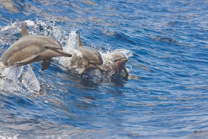 3-hour-small-group-maalaea-luxury-snorkel-cruise-tour-2
