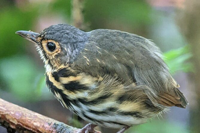 3-hours-uvita-bird-watching-oro-verde
