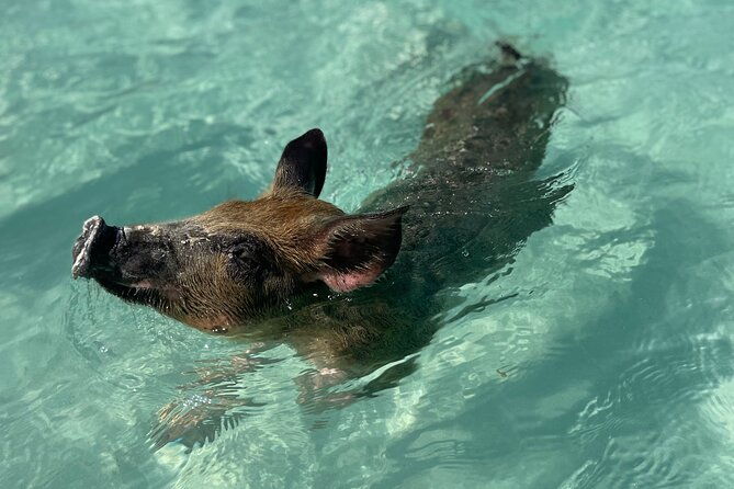3-islands-boat-adventure-swimming-pigs-snorkeling-and-turtles