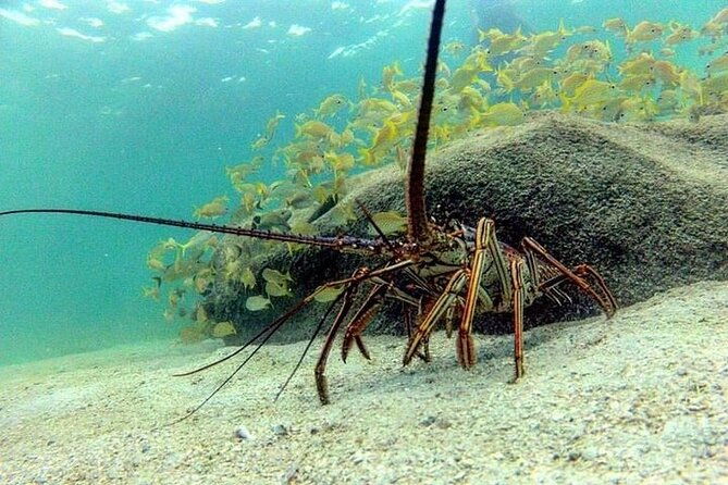 3-stop-snorkel-hopping-beach-in-roatan
