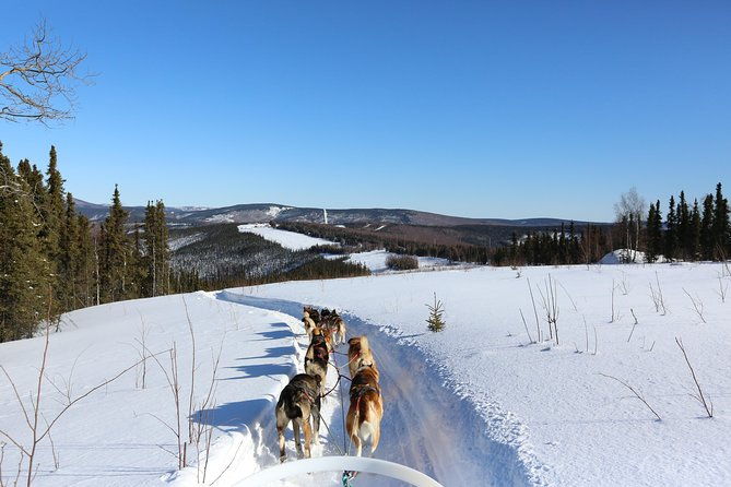 30-minute-dog-sledding-tour-in-fairbanks-without-transportation