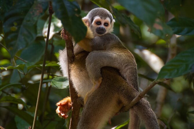 4-days-cuyabeno-amazon-experience-at-waita-lodge
