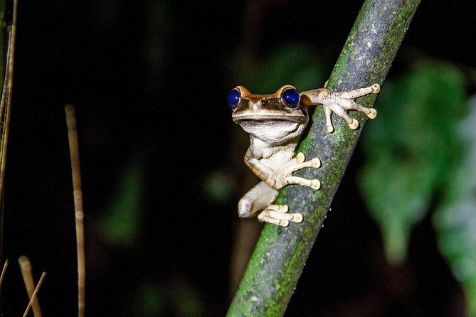 4-days-cuyabeno-amazon-experience