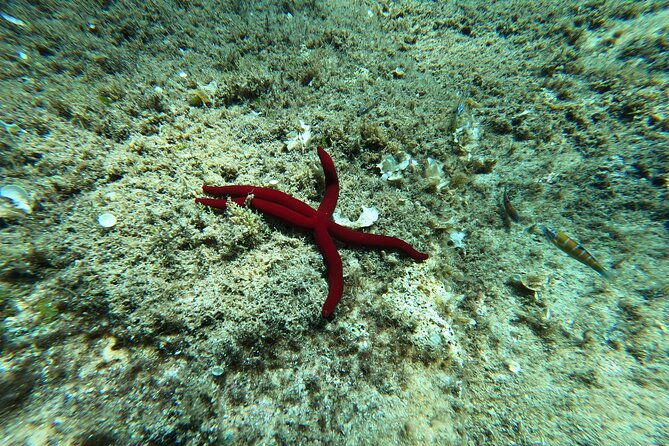 4-hours-snorkeling-activities-villasimius-isola-dei-cavoli