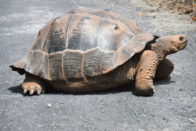 5-days-excursion-to-galapagos-islands-with-snorkel-and-volcanoes