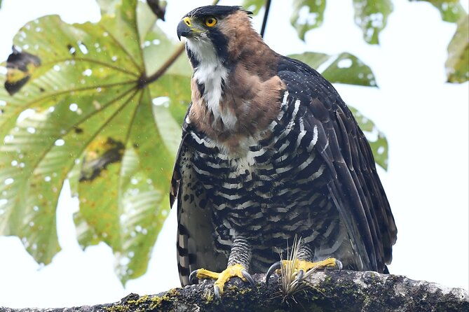 5-hour-birdwatching-and-photography-tour-in-monteverde