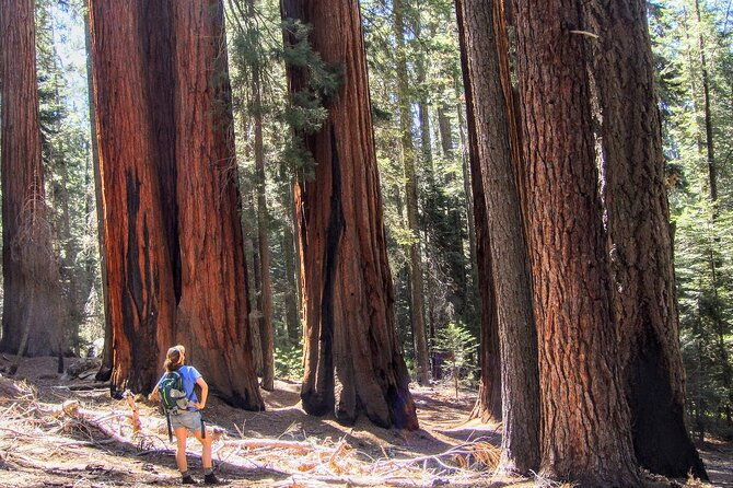 5-star-rated-sequoia-national-park-tour-2