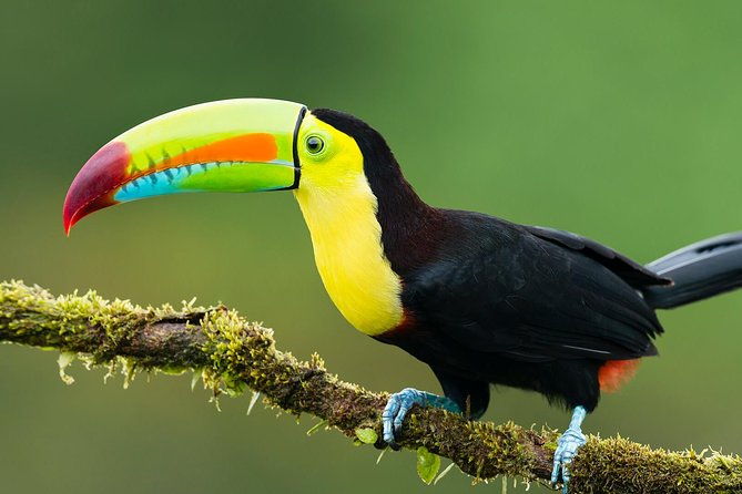 7-day-all-inclusive-guided-jungle-tour-from-iquitos-at-maniti-eco-lodge