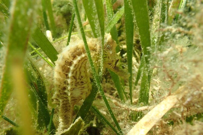 7-hour-private-scalloping-package-in-mangrove-point