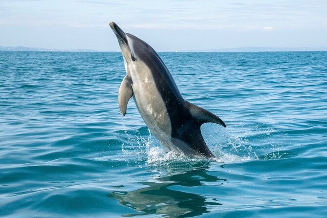 90-minute-coastal-explorer-in-torquay