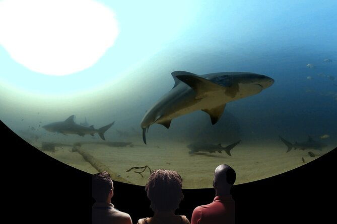 a-360-immersive-ocean-movie-experience-catalina-island-2