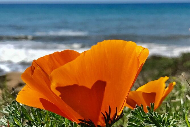 a-la-la-tour-private-tour-of-californias-central-coast