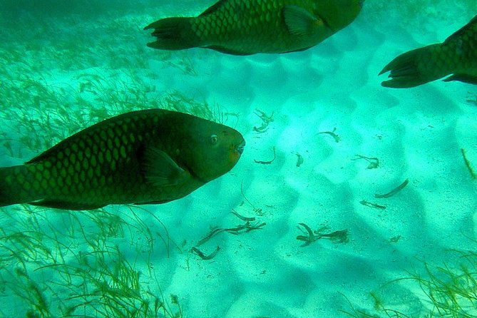 a-unique-private-snorkel-tour-of-key-largo