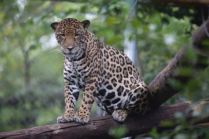 admission-ticket-to-las-pumas-rescue-center