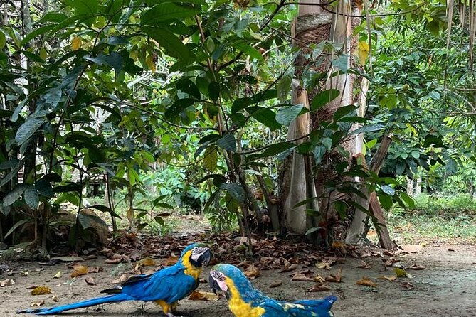 adventure-4-hour-hike-in-the-amazon-rainforest