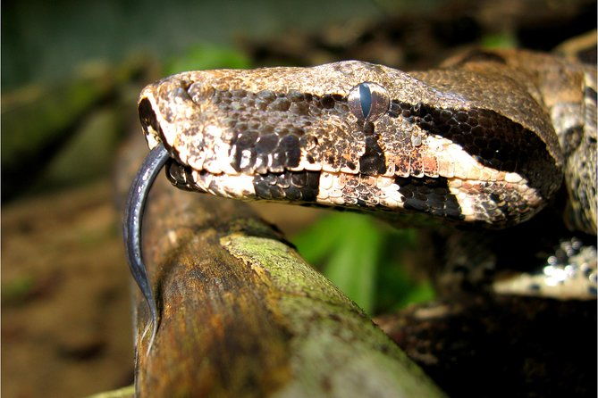 adventure-in-the-amazon-jungle-5d-4n-at-amazon-mamori-lodge